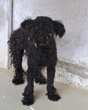 CINKA, Hund, Mischlingshund in Belgien - Bild 4