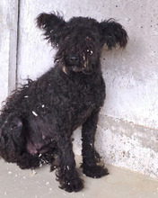 CINKA, Hund, Mischlingshund in Belgien - Bild 5