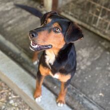 HAMBI, Hund, Mischlingshund in Ungarn - Bild 1