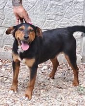 HAMBI, Hund, Mischlingshund in Ungarn - Bild 10