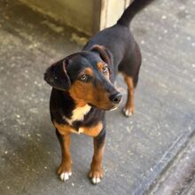 HAMBI, Hund, Mischlingshund in Ungarn - Bild 2
