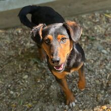 HAMBI, Hund, Mischlingshund in Ungarn - Bild 3