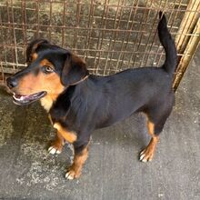 HAMBI, Hund, Mischlingshund in Ungarn - Bild 5