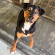 HAMBI, Hund, Mischlingshund in Ungarn - Bild 6