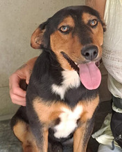 HAMBI, Hund, Mischlingshund in Ungarn - Bild 7