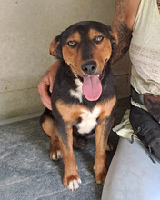 HAMBI, Hund, Mischlingshund in Ungarn - Bild 8
