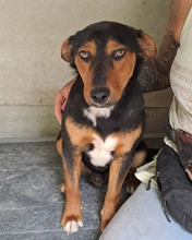 HAMBI, Hund, Mischlingshund in Ungarn - Bild 9