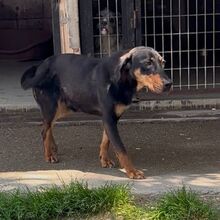 YARO, Hund, Mischlingshund in Ungarn - Bild 1