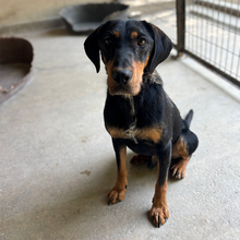 YARO, Hund, Mischlingshund in Ungarn - Bild 4