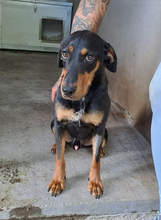 YARO, Hund, Mischlingshund in Ungarn - Bild 7