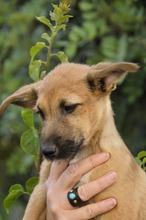 IDEFIX, Hund, Mischling in Spanien - Bild 1