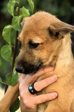 IDEFIX, Hund, Mischling in Spanien - Bild 2