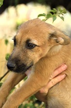 IDEFIX, Hund, Mischling in Spanien - Bild 3