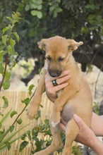 IDEFIX, Hund, Mischling in Spanien - Bild 4
