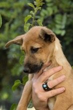IDEFIX, Hund, Mischling in Spanien - Bild 5