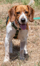 STITCH, Hund, Beagle in Portugal - Bild 1