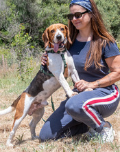 STITCH, Hund, Beagle in Portugal - Bild 5
