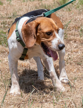 STITCH, Hund, Beagle in Portugal - Bild 6