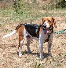 STITCH, Hund, Beagle in Portugal - Bild 7