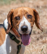 STITCH, Hund, Beagle in Portugal - Bild 8