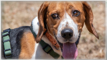 STITCH, Hund, Beagle in Portugal - Bild 9