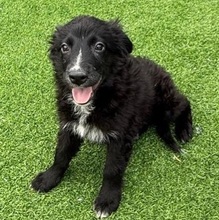 POLINA, Hund, Mischlingshund in Velbert - Bild 4