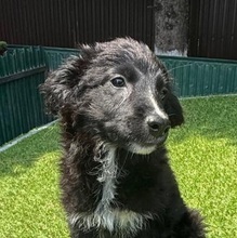 POLINA, Hund, Mischlingshund in Velbert - Bild 5