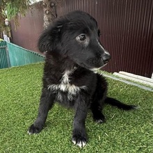 POLINA, Hund, Mischlingshund in Velbert - Bild 6