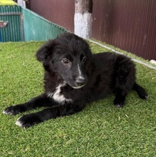POLINA, Hund, Mischlingshund in Velbert - Bild 7