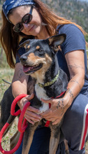 ROSA, Hund, Mischlingshund in Portugal - Bild 2