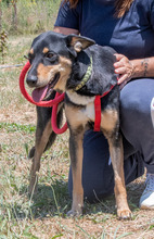 ROSA, Hund, Mischlingshund in Portugal - Bild 3