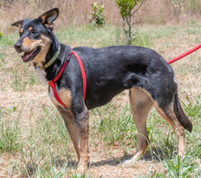 ROSA, Hund, Mischlingshund in Portugal - Bild 4