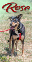ROSA, Hund, Mischlingshund in Portugal - Bild 5