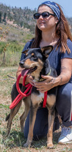 ROSA, Hund, Mischlingshund in Portugal - Bild 6
