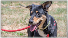 ROSA, Hund, Mischlingshund in Portugal - Bild 7