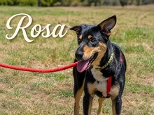ROSA, Hund, Mischlingshund in Lachen