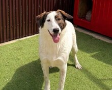 NADIA, Hund, Mischlingshund in Velbert - Bild 1