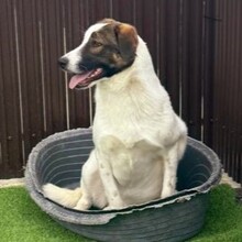 NADIA, Hund, Mischlingshund in Velbert - Bild 10