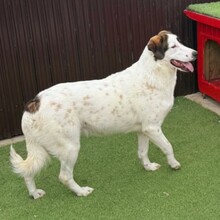 NADIA, Hund, Mischlingshund in Velbert - Bild 11