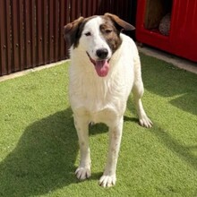 NADIA, Hund, Mischlingshund in Velbert - Bild 13