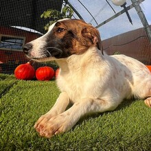 NADIA, Hund, Mischlingshund in Velbert - Bild 3