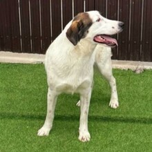 NADIA, Hund, Mischlingshund in Velbert - Bild 7