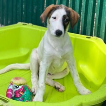 NADIA, Hund, Mischlingshund in Velbert - Bild 8