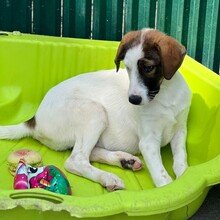 NADIA, Hund, Mischlingshund in Velbert - Bild 9