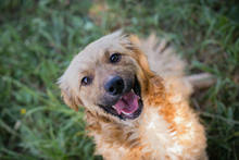 HAZEL, Hund, Mischlingshund in Kroatien - Bild 1