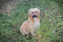 HAZEL, Hund, Mischlingshund in Kroatien - Bild 2