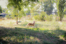 HAZEL, Hund, Mischlingshund in Kroatien - Bild 3