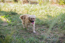HAZEL, Hund, Mischlingshund in Kroatien - Bild 4