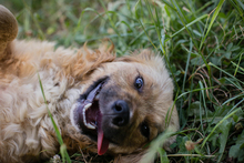 HAZEL, Hund, Mischlingshund in Kroatien - Bild 5