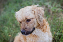 HAZEL, Hund, Mischlingshund in Kroatien - Bild 6